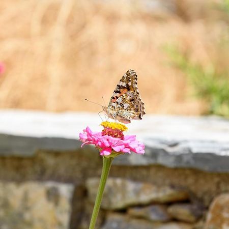 Villa Andromeda Amorgos Buitenkant foto